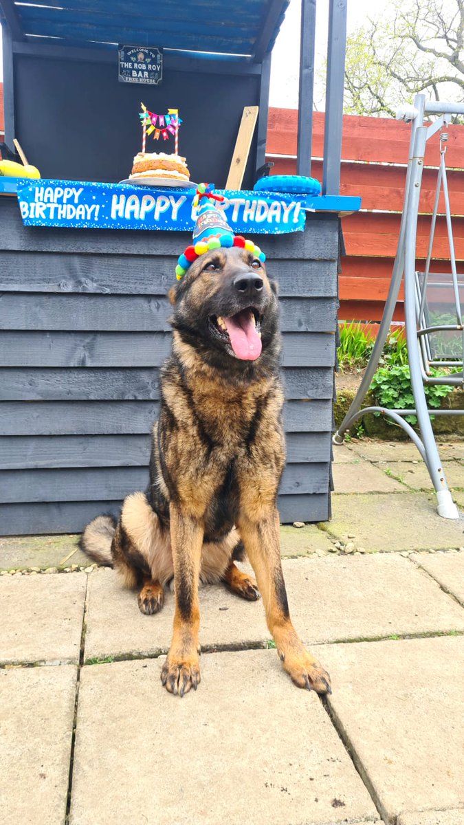 A big Happy 7th Birthday to #PDRudi luckily he is days off and can enjoy his cake 🎉 🥳 #HappyBirthday #SpoiledPooch #BirthdayBoy 🐾🏴󠁧󠁢󠁳󠁣󠁴󠁿