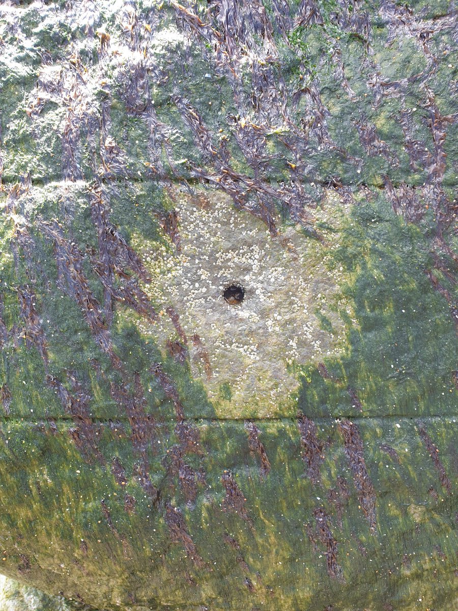 A very neat demonstration of the impacts of adding holes and grooves to coastal structures. A periwinkle was sheltering in that hole and had grazed itself a halo, opening up "real estate" for other species to move in like the barnacles. #ecoengineering #ecologicalenhancement