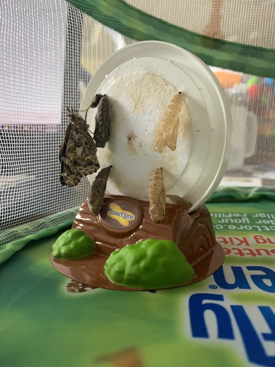 Two butterflies 🦋🦋 joined us this morning live with our Zoomers AND Roomers!!