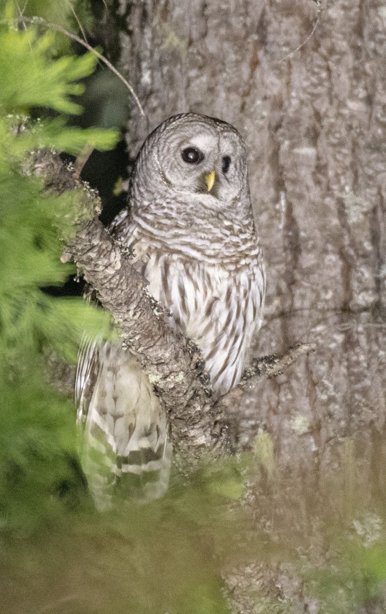 Much of conservation depends upon our perceptions and emotions. Colleagues who study owls are conducting a survey to understand how people think and feel about owls! Please take a minute to fill out their questionnaire... you-and-the-owls.webnode.com @RoulinRoulin