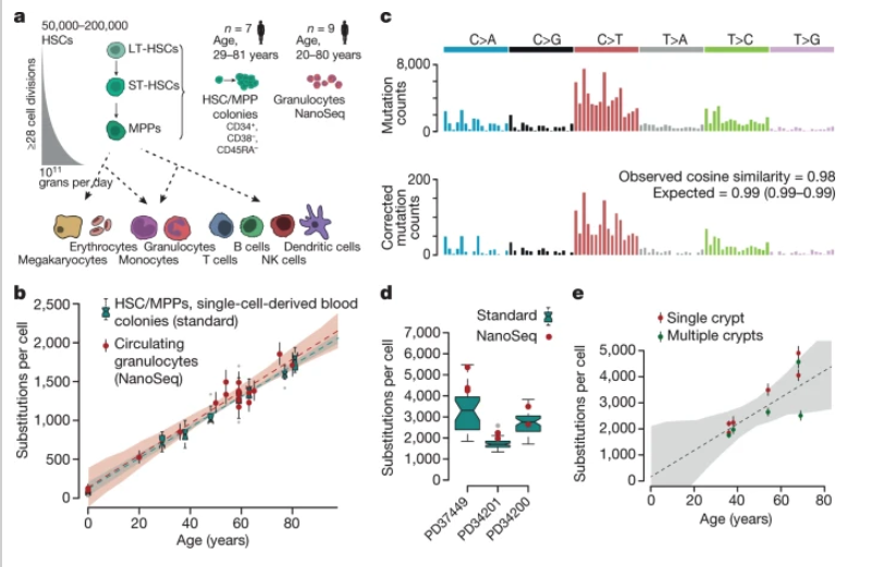 Online @nature: Somatic mutation landscapes at single-molecule resolution go.nature.com/3dXzYuo