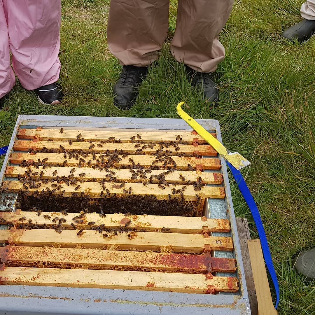 Great to be able to teach beekeping again &amp; on the grounds of the magnificent <a href="/burghleyhouse/">Burghley</a>.  The day was split into a mix of  theory &amp; hands on sessions &amp; breaks for tea, lunch &amp; scones to finish the day

#ukbeekeepers #honeybees #nativehoneybees #beekeepingcourse #britishhoney