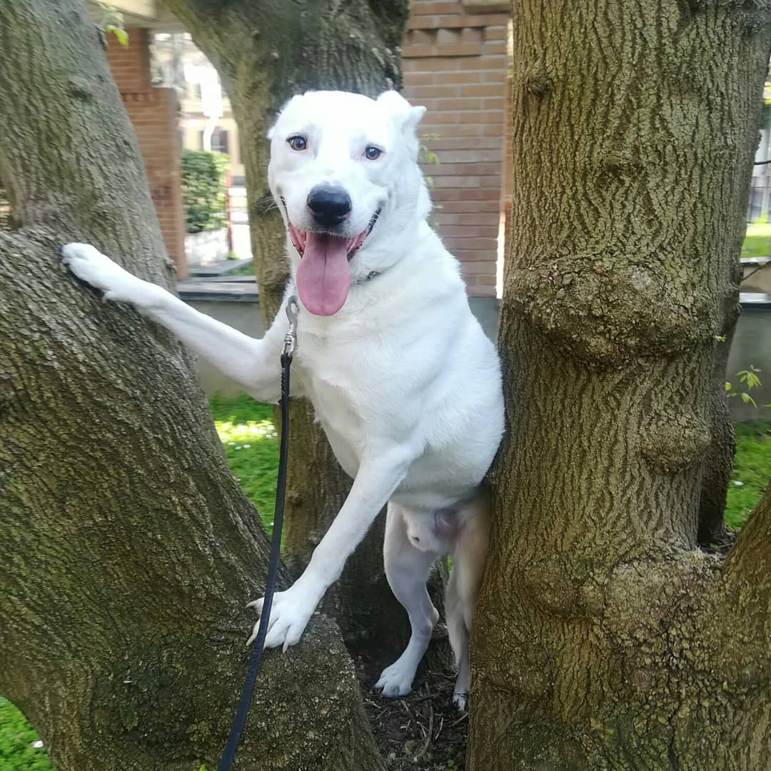 ADOTTA UN CUORE*CONDIVISIONI*APELL tweet media