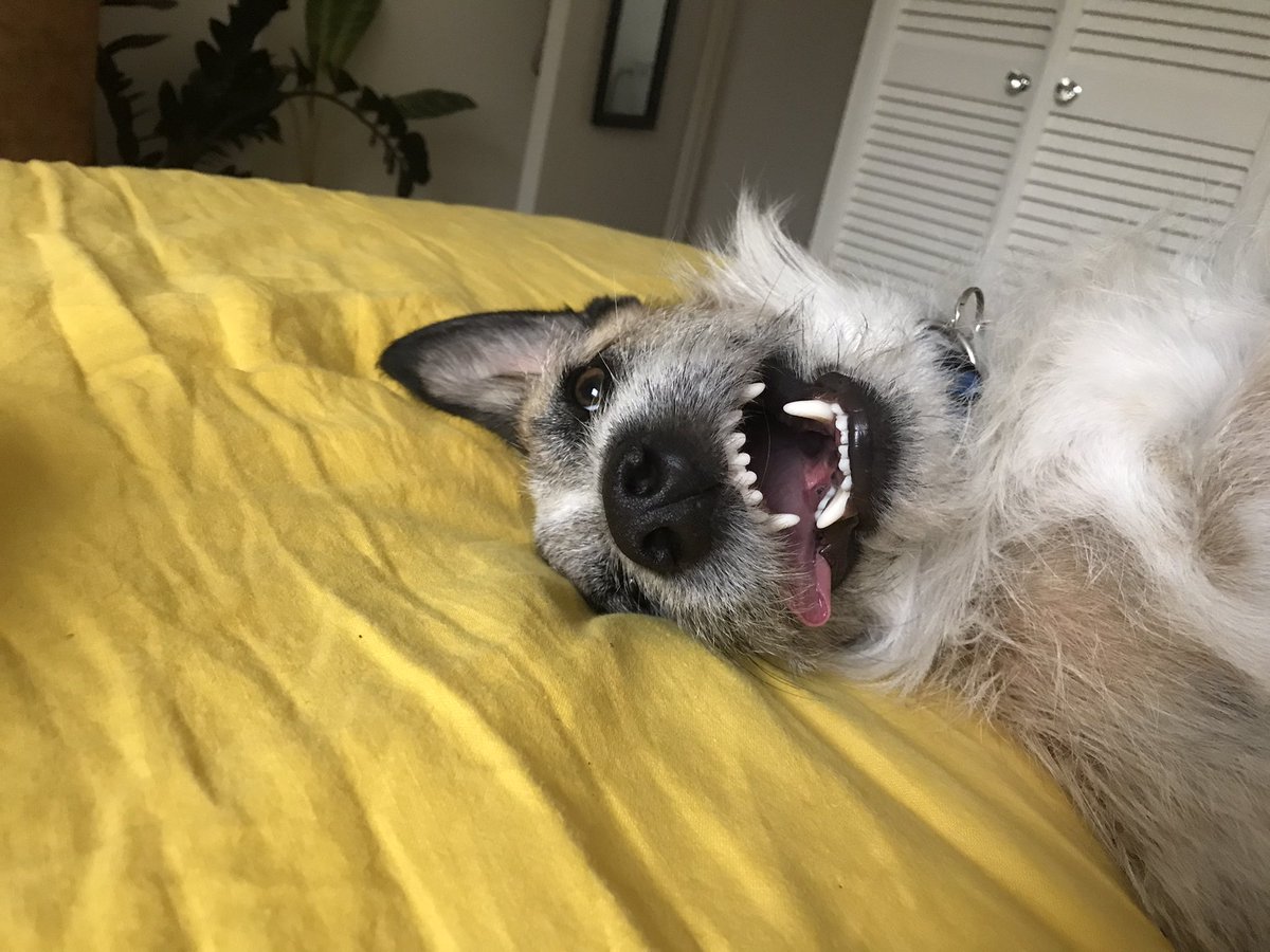 Kate_Els's tweet image. I think my dog is broken.
