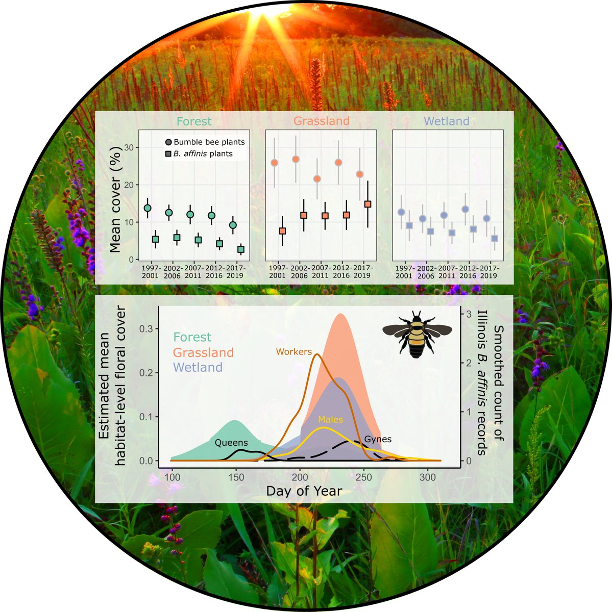 We have a new paper out in @JAppliedEcology - 'Long-term surveys support declines in early-season forest plants used by bumble bees' See the quoted tweet for a news article covering some of the key findings besjournals.onlinelibrary.wiley.com/doi/10.1111/13…