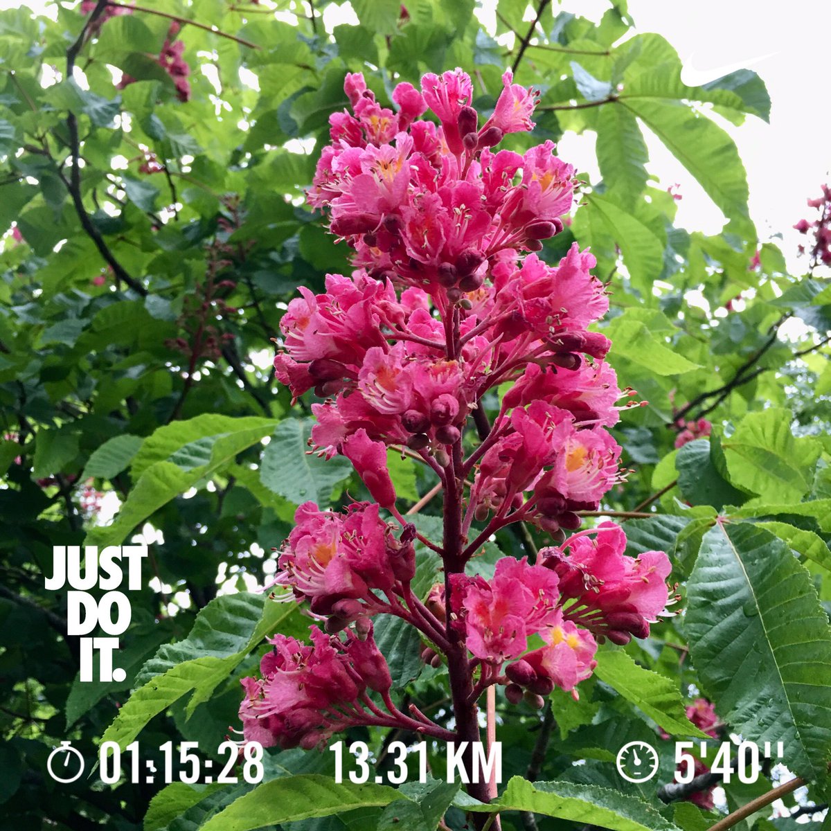 ベニバナトチノキ