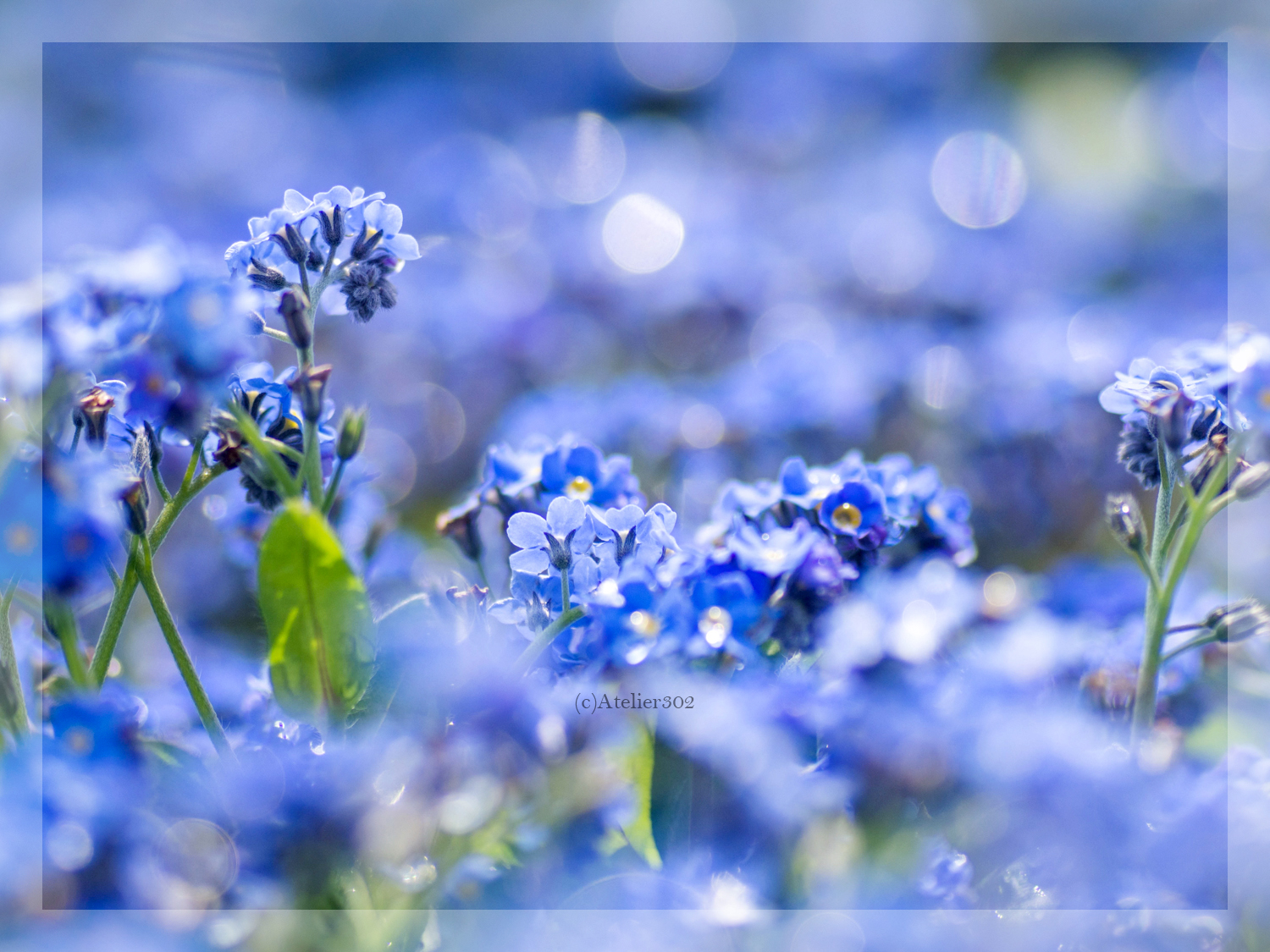 ひとは 君に届け 写真に想いを乗せて 私を忘れないで 真実の友情 の 花言葉をもつ 勿忘草 は 小さくて可愛い 花です なんといって 色が良い 青い花弁に花芯には黄色があって 自然界が作り上げる色って キレイだよね T