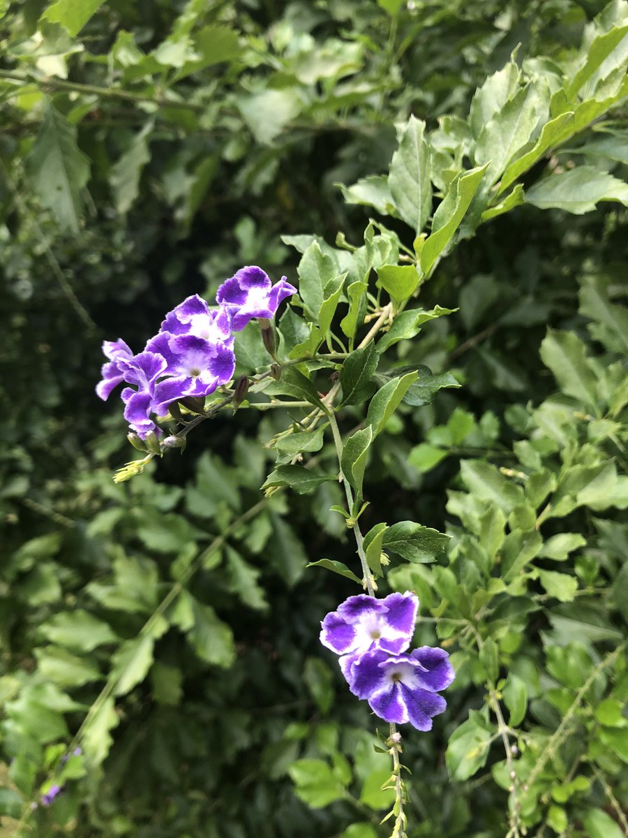 Nas horas vagas me torno a minha mãe e tiro foto das arviris e frozinhas