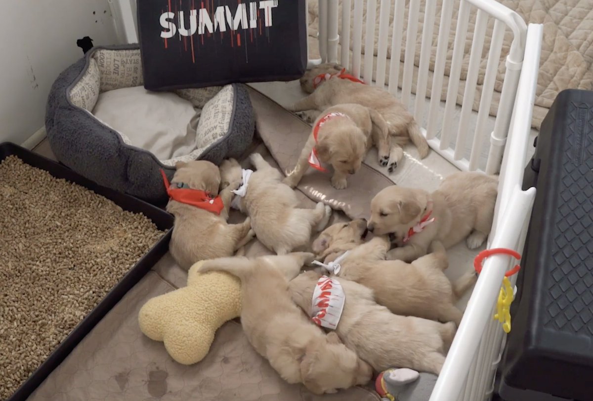 Come on, you know you want to -- take a breather between #AdobeSummit breakout sessions to chill with these guys. business.adobe.com/summit/communi…
