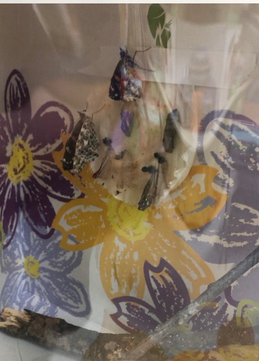 We have butterflies 🦋!  My kiddos have loved watching the lifecycle. ❤️ We can’t wait for all of them to come out of their chrysalis and name them!!!!
<a href="/SudduthJackets/">Principal Abraham</a> 
<a href="/StarkvilleSD/">Starkville Schools</a>