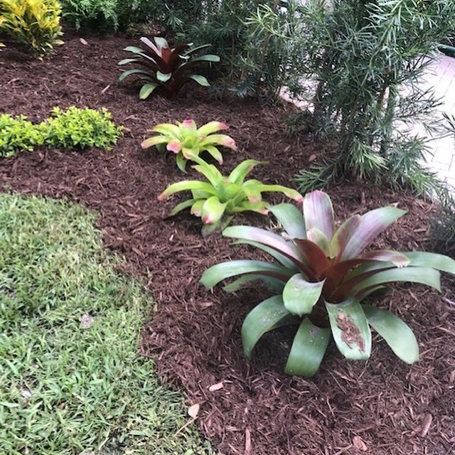 GCSdevelopGroup's tweet photo. #commercialdesign #residentialdesign #yellowcroton #palmettograss #goldmound #foxtailfern #croton #goldmound #bromeliad #machofern #podocarpus #mulch 
Call ☎️ us 954-240-0589
info@gcsdevelopmentgroup.com https://t.co/uksvuZGW47