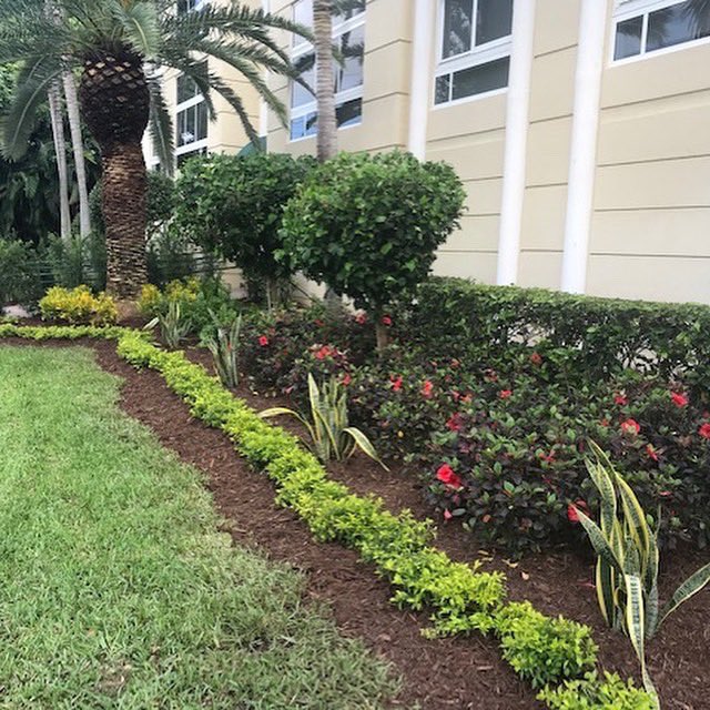 GCSdevelopGroup's tweet photo. #commercialdesign #residentialdesign #yellowcroton #palmettograss #goldmound #foxtailfern #croton #goldmound #bromeliad #machofern #podocarpus #mulch 
Call ☎️ us 954-240-0589
info@gcsdevelopmentgroup.com https://t.co/uksvuZGW47