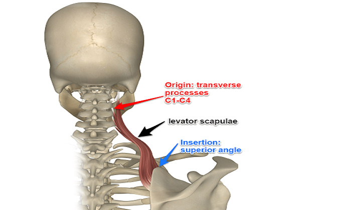 drdozellodc's tweet photo. Two Minutes of Anatomy: Levator Scapula
Dr Donald A Ozello DC of Championship Chiropractic
#Vegas #Chiropractor #SportsMedicine #Chiropractic #Anatomy #LevatorScapula #Neck #NeckMuscles #CervicalSpine https://t.co/ne7dg6wSMN https://t.co/2HBDPtYodT