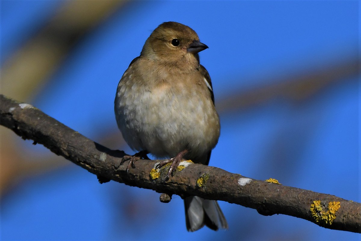 FifeForays tweet media