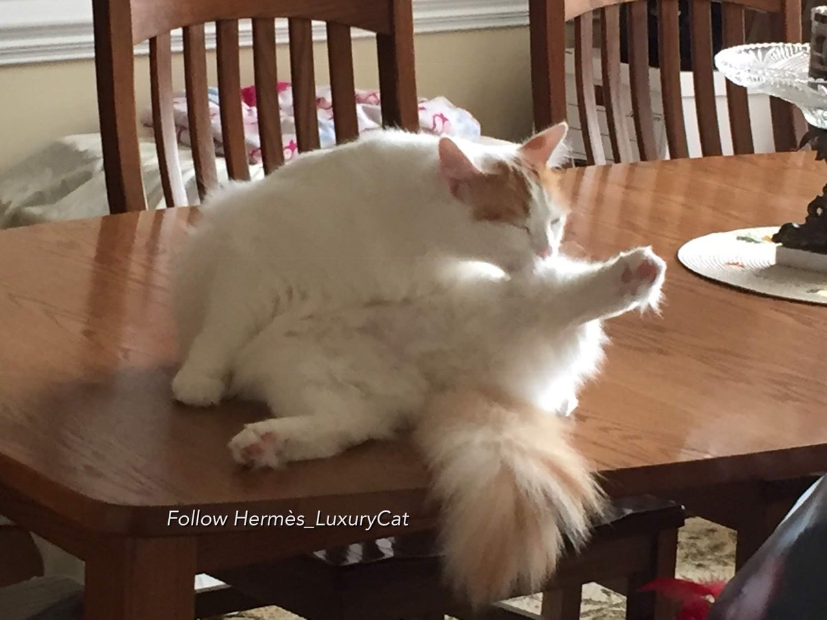 TattleCat's tweet photo. Iโm amewsed by my hoomons wanting to eat dinner off my grooming table. #wickedcatwednesday https://t.co/uh48P8Uwg6