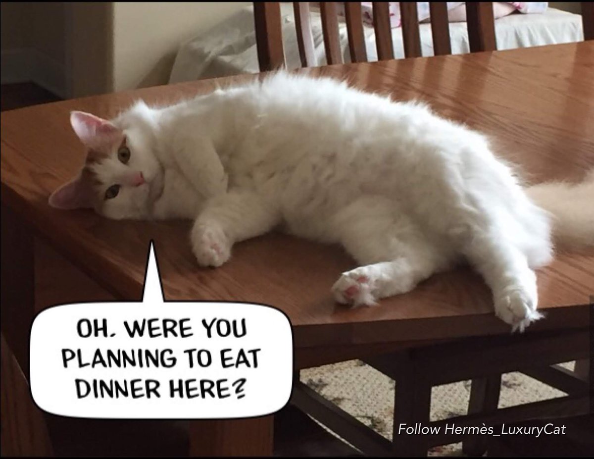TattleCat's tweet photo. Iโm amewsed by my hoomons wanting to eat dinner off my grooming table. #wickedcatwednesday https://t.co/uh48P8Uwg6