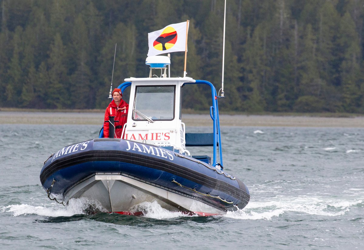 This morning, Captain Chris was in the #Tofino harbour when all of a sudden Killer Whales showed up. Upon seeing the Killer Whales, Chris began flying the Whale Warning Flag which signifies to other boaters in the area that there are whales in the area and to proceed with caution