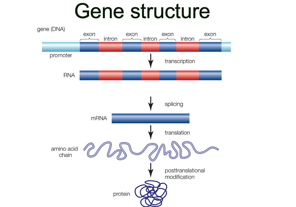 Let's start with our favourite, SEQUENCING. Recall that genes contain exons that actually code for the protein. Sequencing is great at picking up common gene variants (SNVs and small Indels) and mainly within exons.