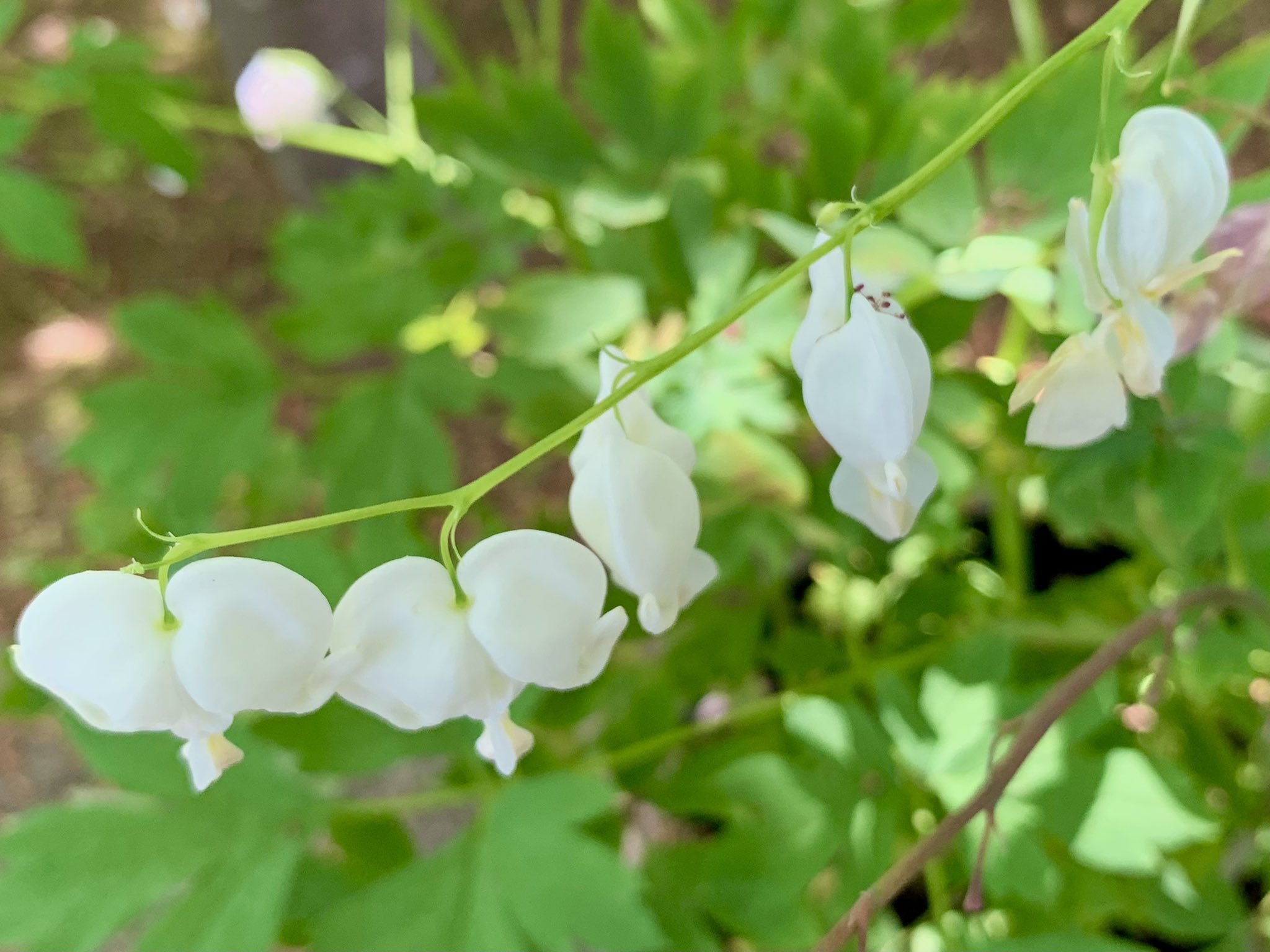 Cloudsailor 星羅の一日一花 ケマンソウ 華鬘草 ケマンは仏具の華鬘 装身具 から 別名タイツリソウ 鯛釣草 鯛が釣竿にぶら下がっているように見えるため 斜めに伸びた総状花序にコマクサに似たハート型の桃色や白の 花 有毒 ケシ科ケマンソウ属