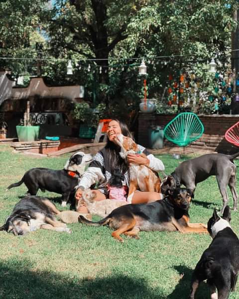 SalgadoCedillo's tweet photo. @chulada_tv  mi heroína es @ERIFERCA por rescatar tantos 🐶🐶🐶🐶 https://t.co/7SwtyIwvE6