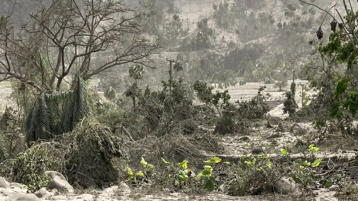 uwiseismic's tweet photo. Photo of the day. A valley on the Leeward side of SVG impacted by the ongoing eruption of La Soufriere. Despite the damage, small green shoots still stand resilient in the face of the volcanic hazards. With time, the area will recover. Photo credit:@VincieRichie https://t.co/B1cA5RaLpx