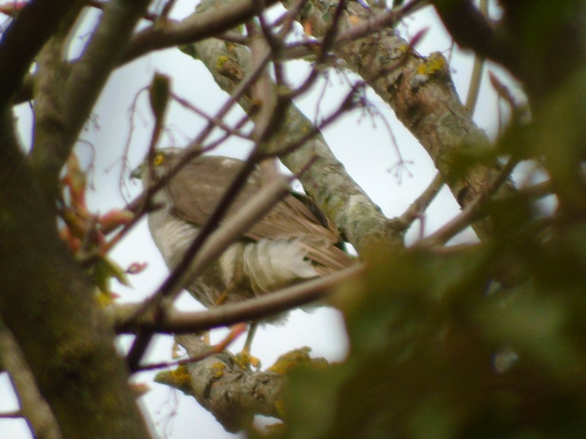 OareMarshes's tweet photo. A diversion to @OareGPW....lots of small birds, including #Treecreeper #Blackcap #BTit #GTit two #Sprawk. If you havent been to Oare Gunpowder Works CP...put it on your list. A very 'smart' CP still in progress....A credit to all involved. https://t.co/bN6k9lBhpK