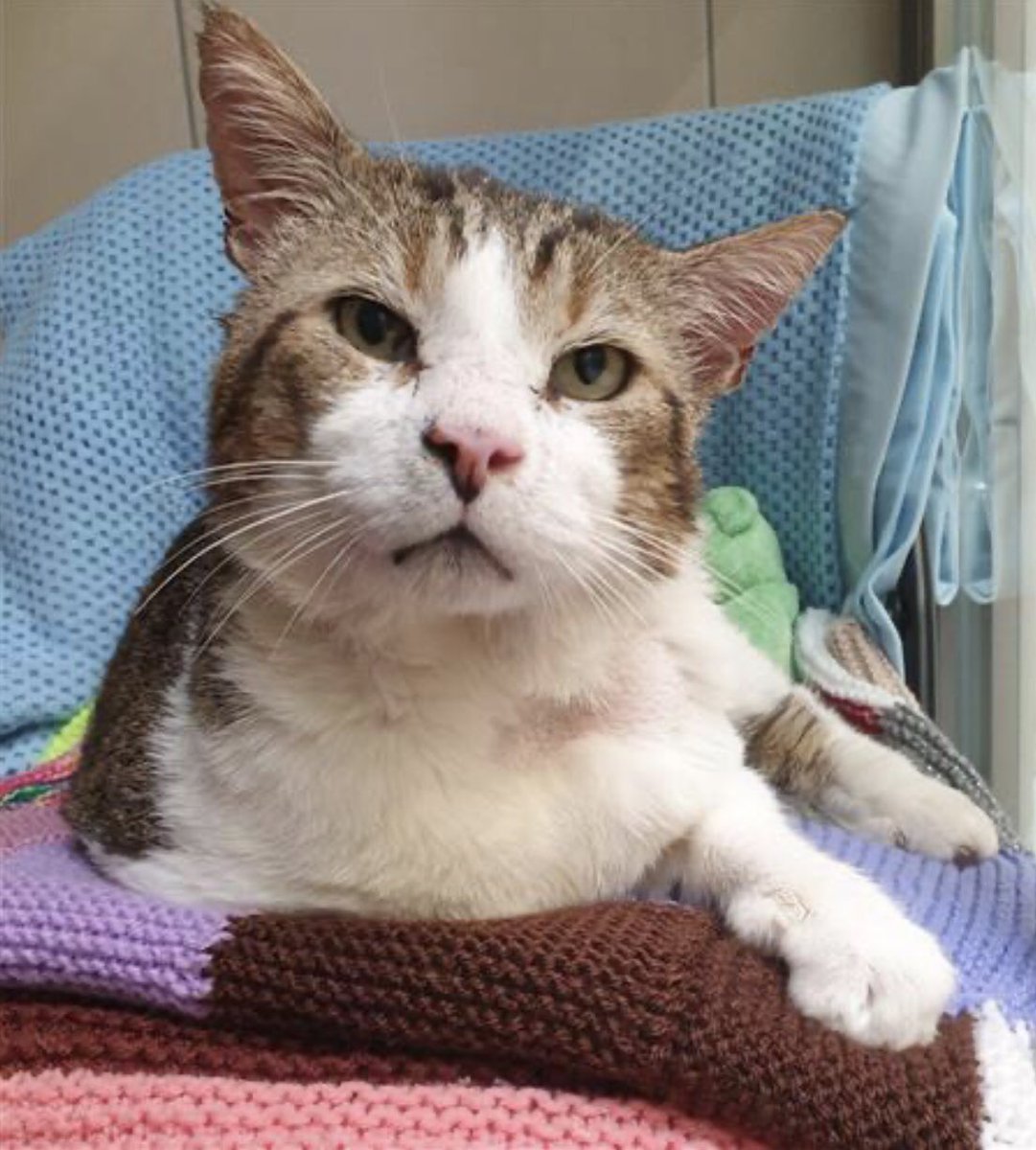 Raystede tweet media