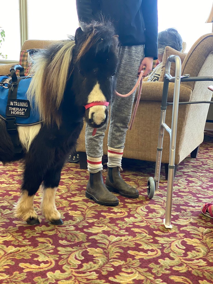 silverfoxequine's tweet photo. Today is "International Guide Dog Day" but we'd like to shine the light on Cassidy's guide pony, "Cooper!" They both go to old age homes (pre-covid of course!) for residents to spoil Cooper with lots of love. Go Cooper Go! π¦
#guidepony #guidehorse #internationalguidedogday https://t.co/rBtLAidsB3