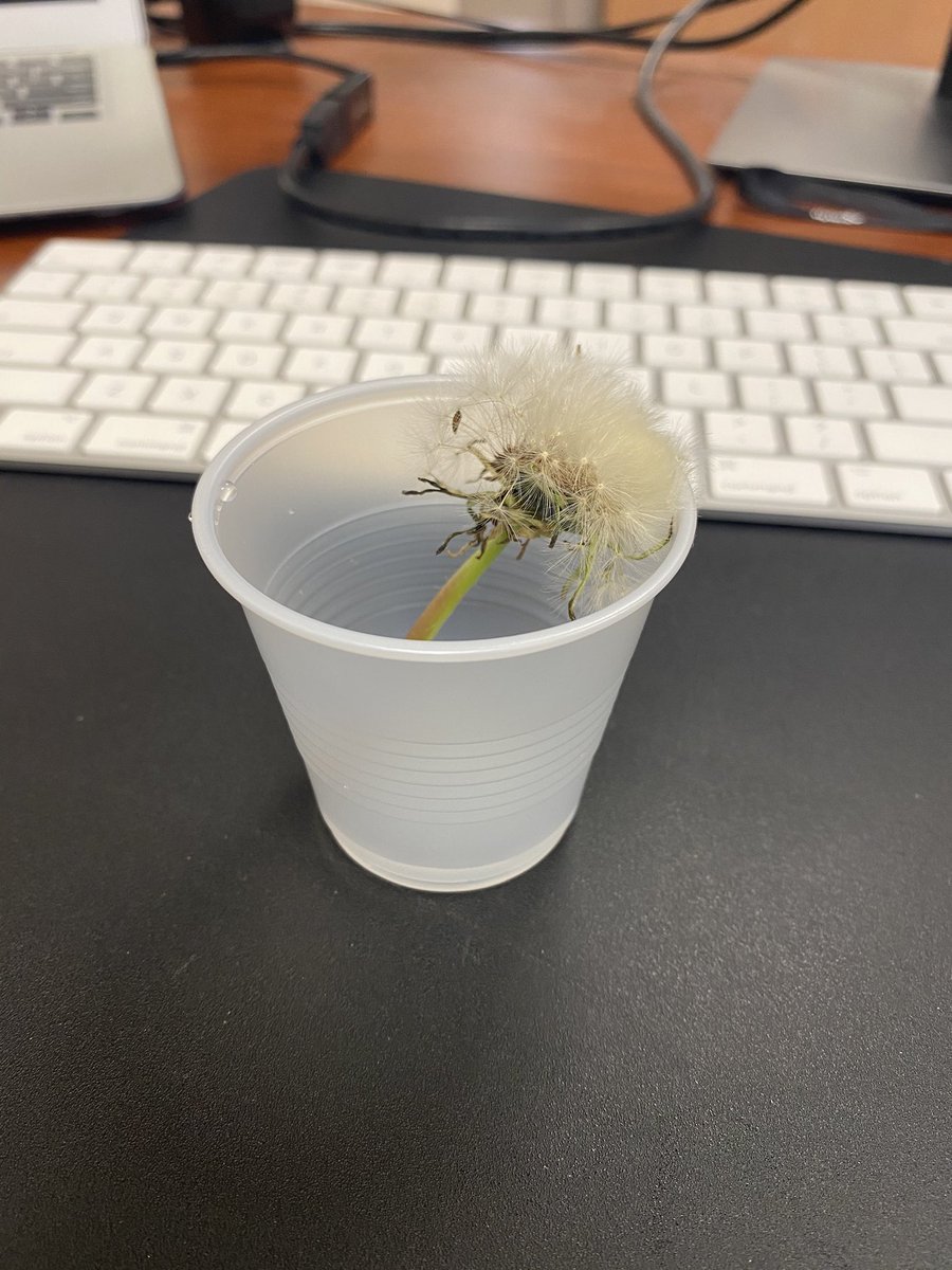 Had a student bring me a flower this morning from the playground!  So kind...(but keep it out of my lawn 😀).