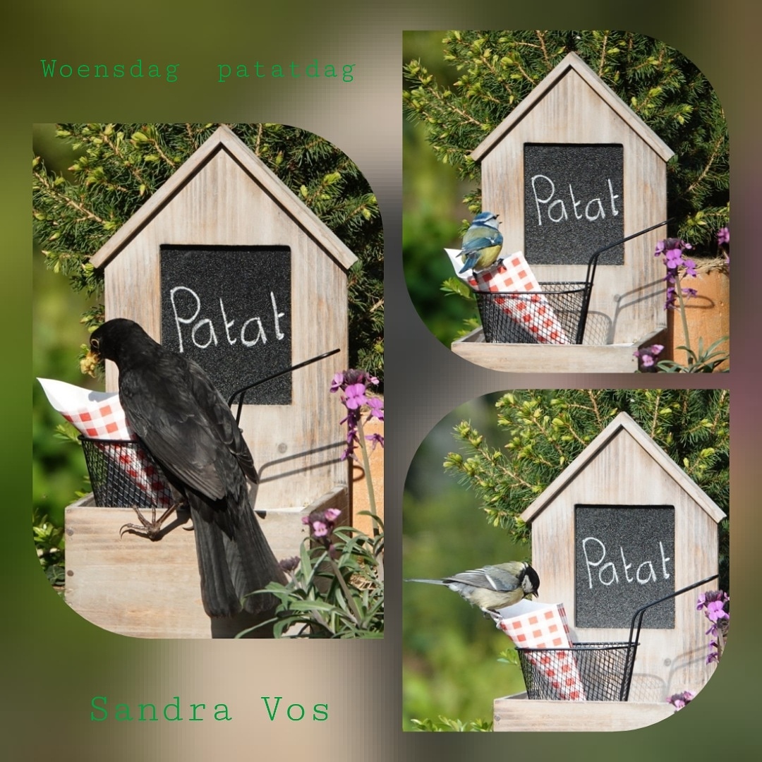 Yes! De terrassen mogen weer open. Vanmiddag drie tevreden klanten op mijn terras!
#vogels #merel #koolmees #pimpelmees #terras #thuis <a href="/rtvnoord/">RTV Noord</a> #roodeschool #vogelfoto