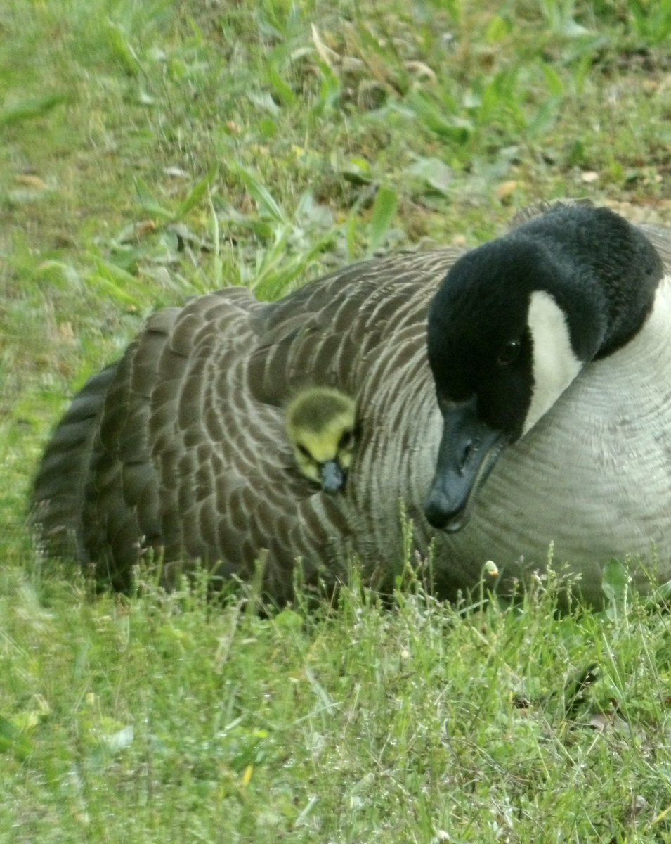 Visitors to the pond🙋‍♀️