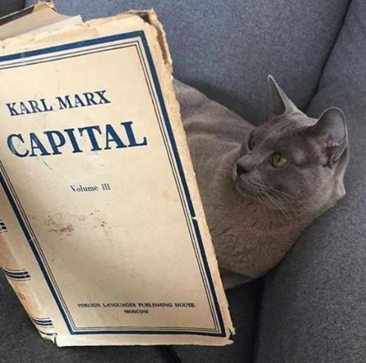 sam winchester as kittens ♡ (@sammyaskittens) on Twitter photo 