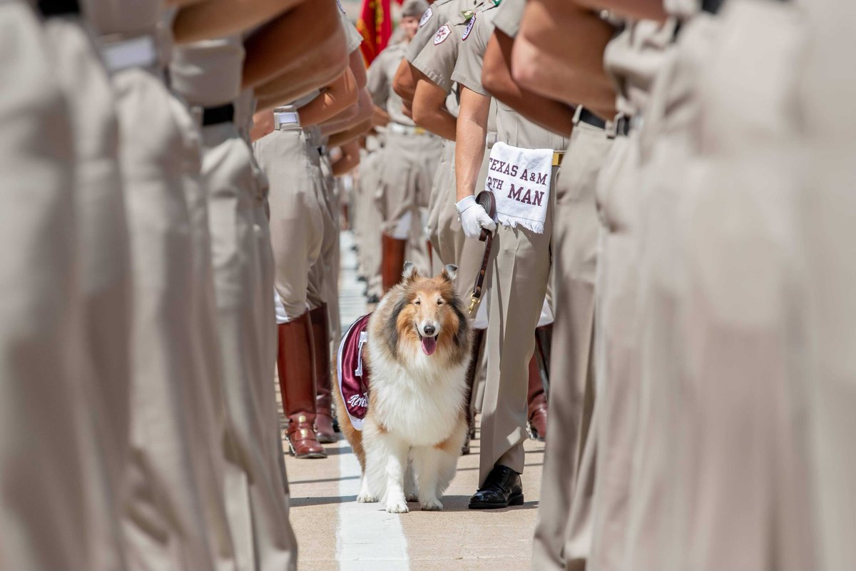 This is a @Reveille IX appreciation post. 👑