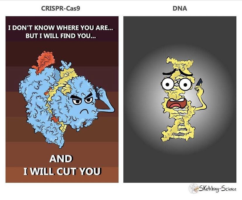 MissCromatina's tweet photo. CRISPR-CAS9 es una técnica de edición genética, basada en inmunidad adaptativa de las bacterias. https://t.co/QVPsopcSNK