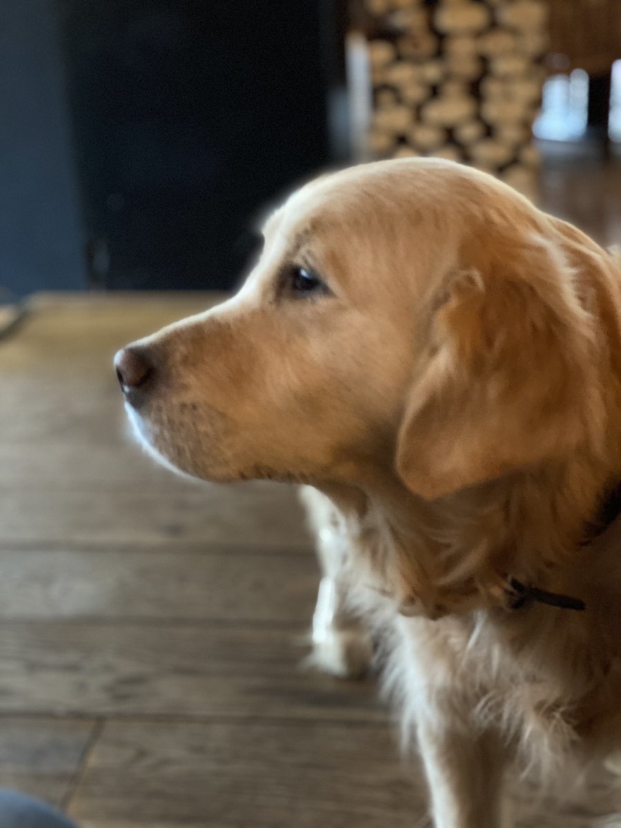 Truus Wijnen tweet media