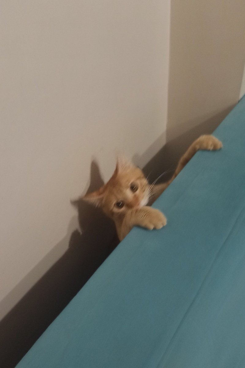 Yine beni dövmeye geldi 🥺