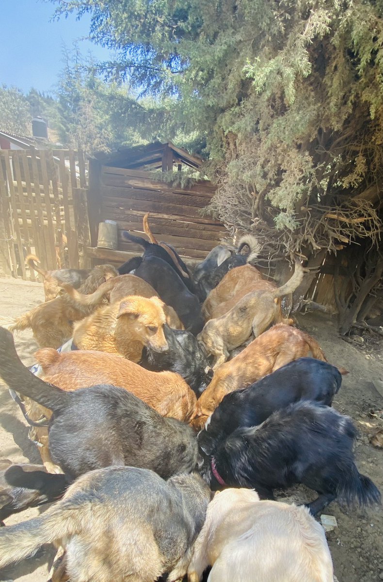 RefugiOceaniCAN's tweet photo. #SOS
Amig@s de verdad nos urge ayuda.  Somos 250 pancitas peludas, diario consumimos 200 Kgs de alimento y desde que inició la pandemia nos ha costado muchísimo más trabajo conseguir alimento. Pues nuestra tutora se quedó sin chamba😔
Échennos la patita por fa🙏🏼 datos en imagen. https://t.co/vbPT6l3MbS