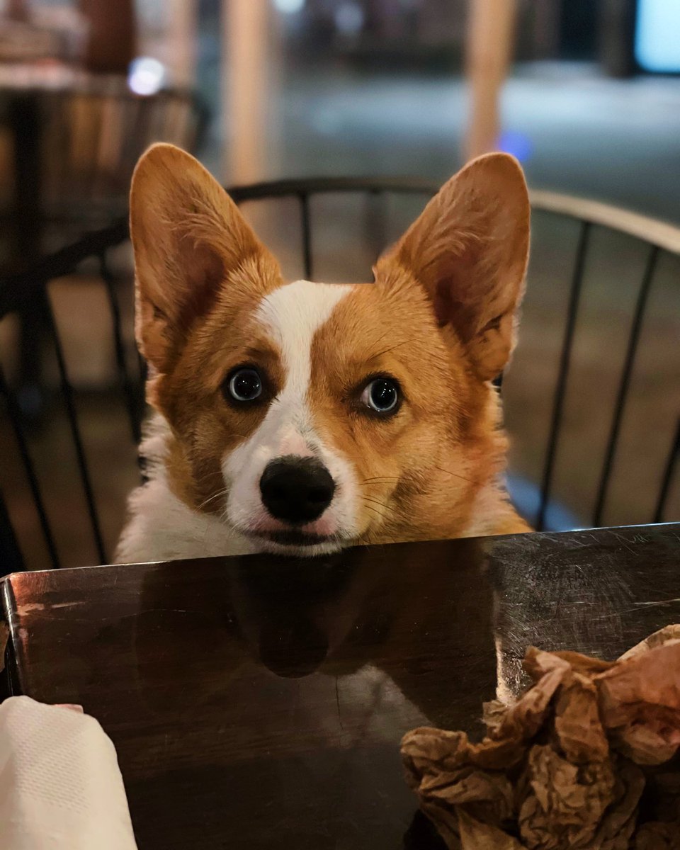 Waiting for the waiter to bring my food like... #gnocchitheauggie