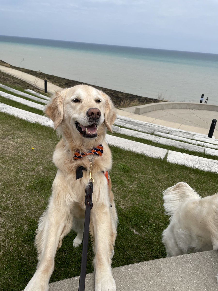 CUWisconsin's tweet photo. Our friends @ComfortDogZoey and @LCCK9Sage are bow-tied up and ready for #FerryFest! https://t.co/YU1ZZOC46y