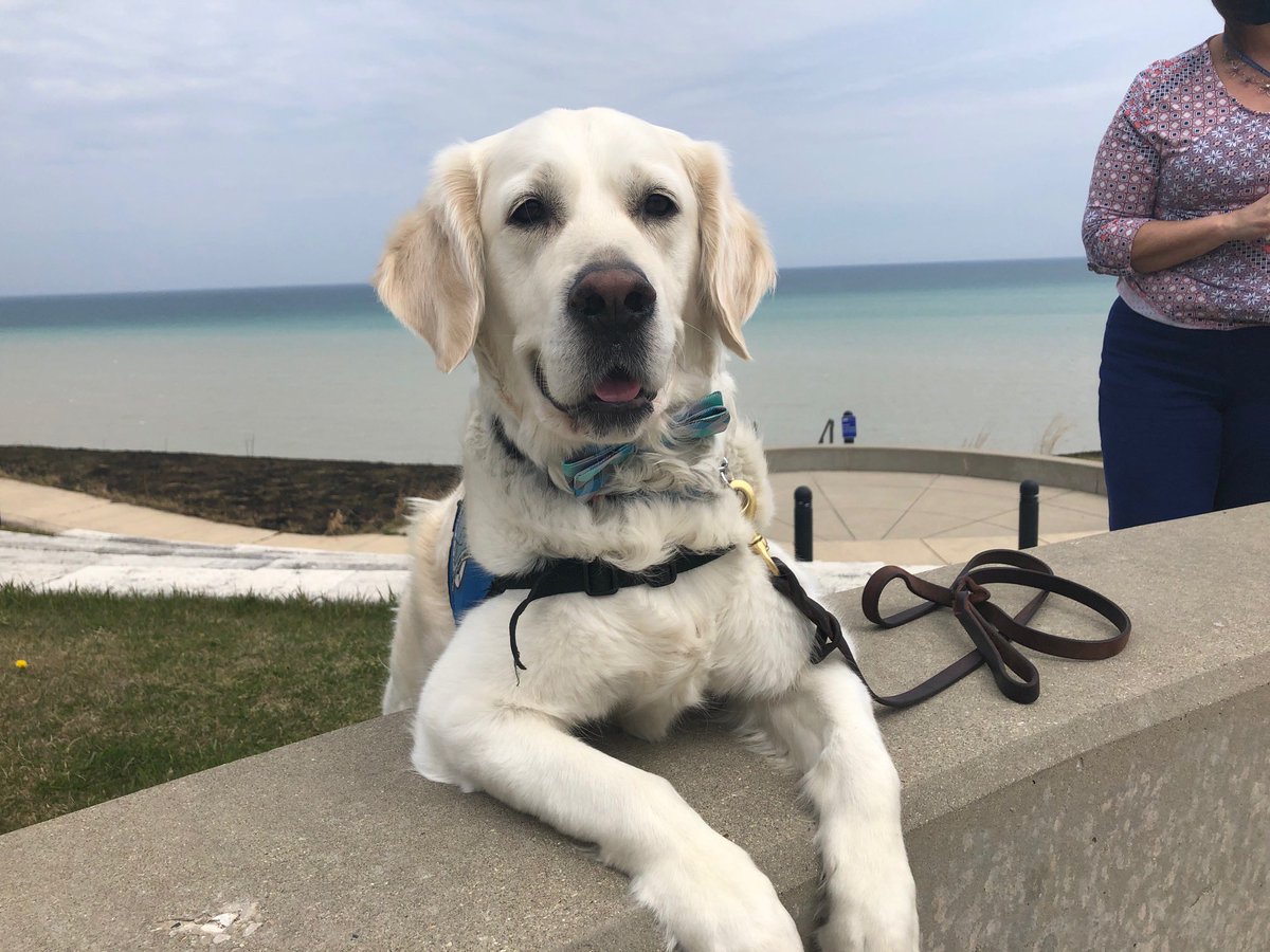 CUWisconsin's tweet photo. Our friends @ComfortDogZoey and @LCCK9Sage are bow-tied up and ready for #FerryFest! https://t.co/YU1ZZOC46y