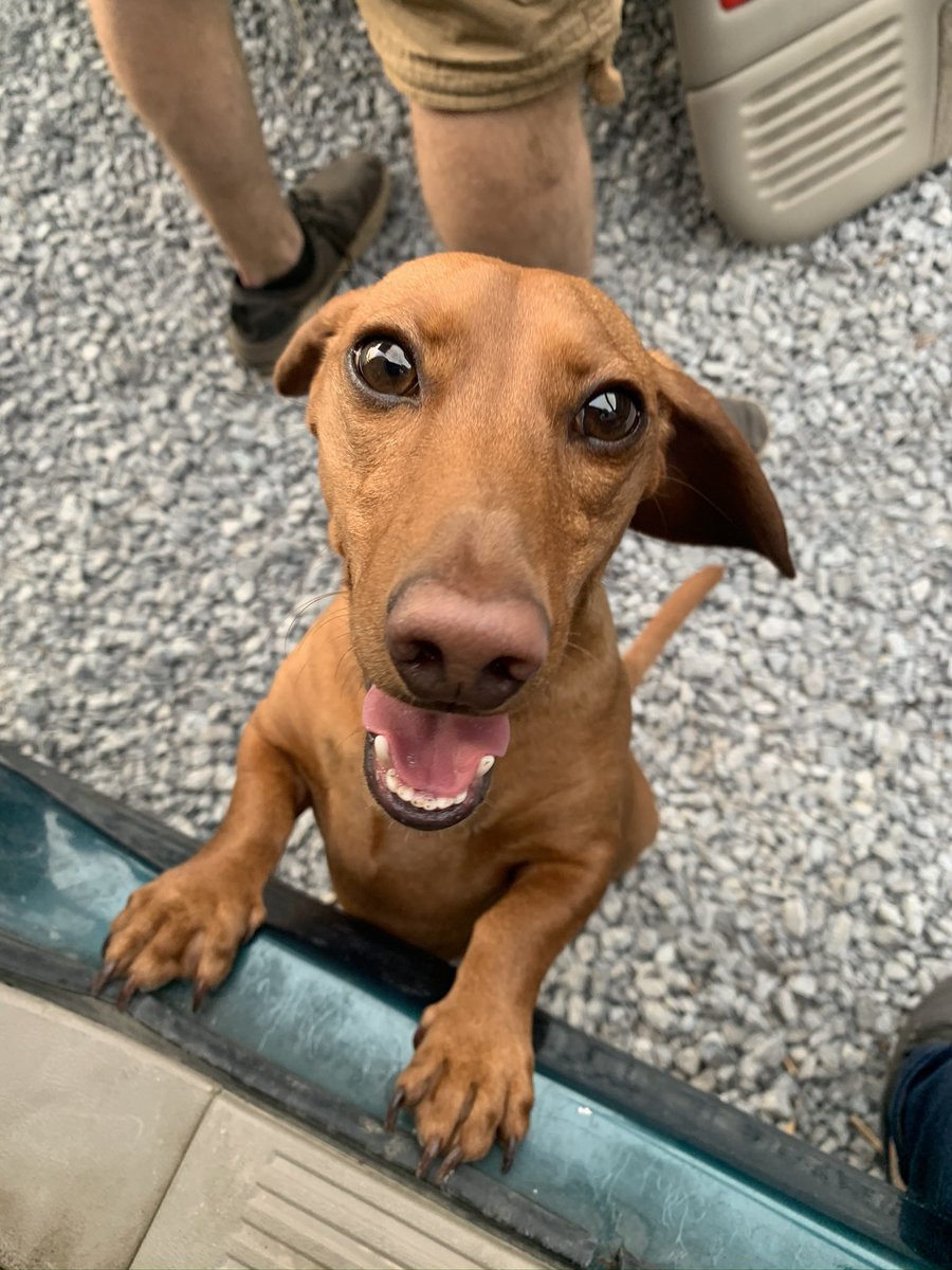 sarahebell___'s tweet image. My name is Ollie &amp;amp; I would lick my mama in the face if I got to be the next @BuschBeer CTO. What better dog than a wiener dog with a cute face and big brown eyes to be up for the job?! I have a face everyone’s mother could love #BuschCTOcontest