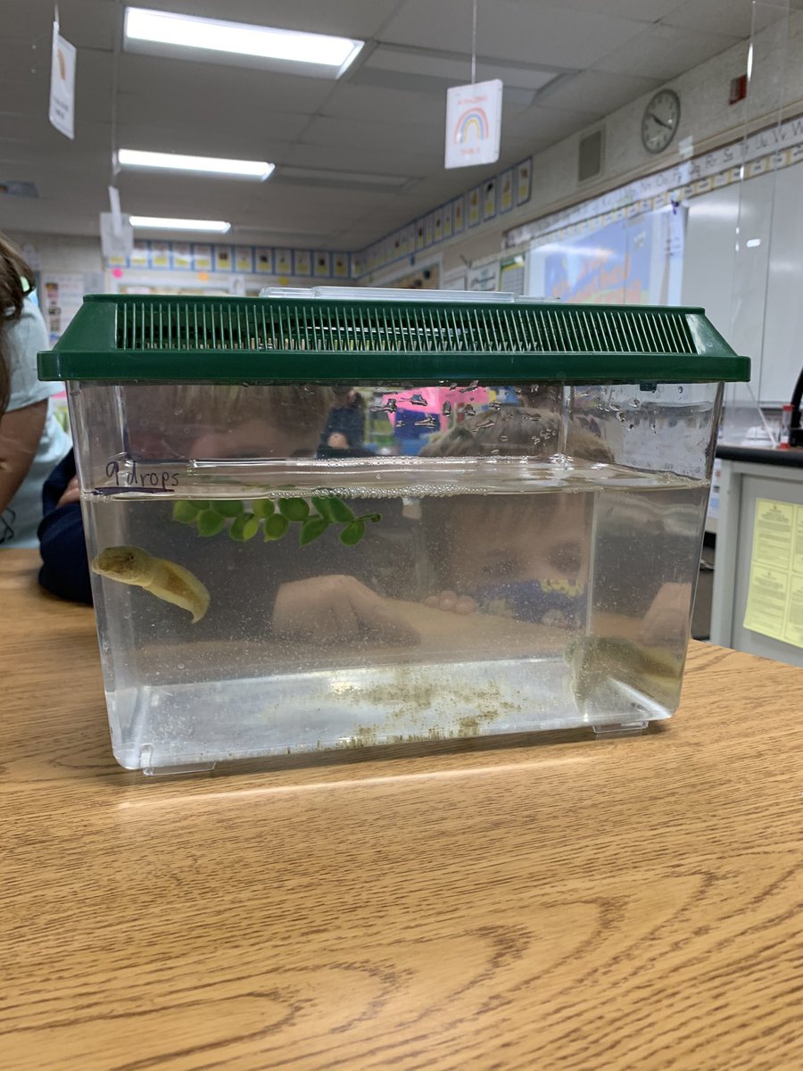 ReillyTOSA's tweet photo. We loved having Miss Olivia visit to share her tadpoles and teach about the life cycle of frogs! 🐸 https://t.co/i2ffoJ0Urk