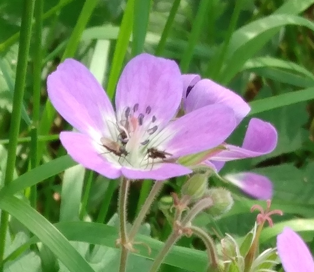 Time for the #Bowberhead Wood Cranesbill seedlings to move on up today. Grown from seed collected along the verges and field edges and destined to return to the meadows later in the the year as part of the #MeadowMakers project.  #conservation #propagation #Cumbria