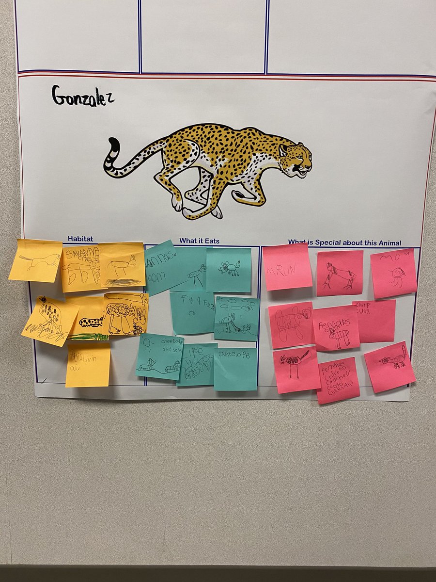 Wanna know anything about #cheetahs ? Just ask K3!! 🐆 #animalprojects <a href="/MREmavs/">Morton Ranch Elementary</a> <a href="/teecha95/">Lenay Pegram</a> <a href="/WolfSlvr/">Robert French</a>
