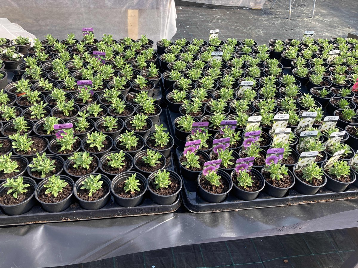 aagreenlight's tweet image. Alternative Angles Greenlight Ballycastle garden centre will reopen on Tuesday 4th may. Large selection of spring/summer bedding plants