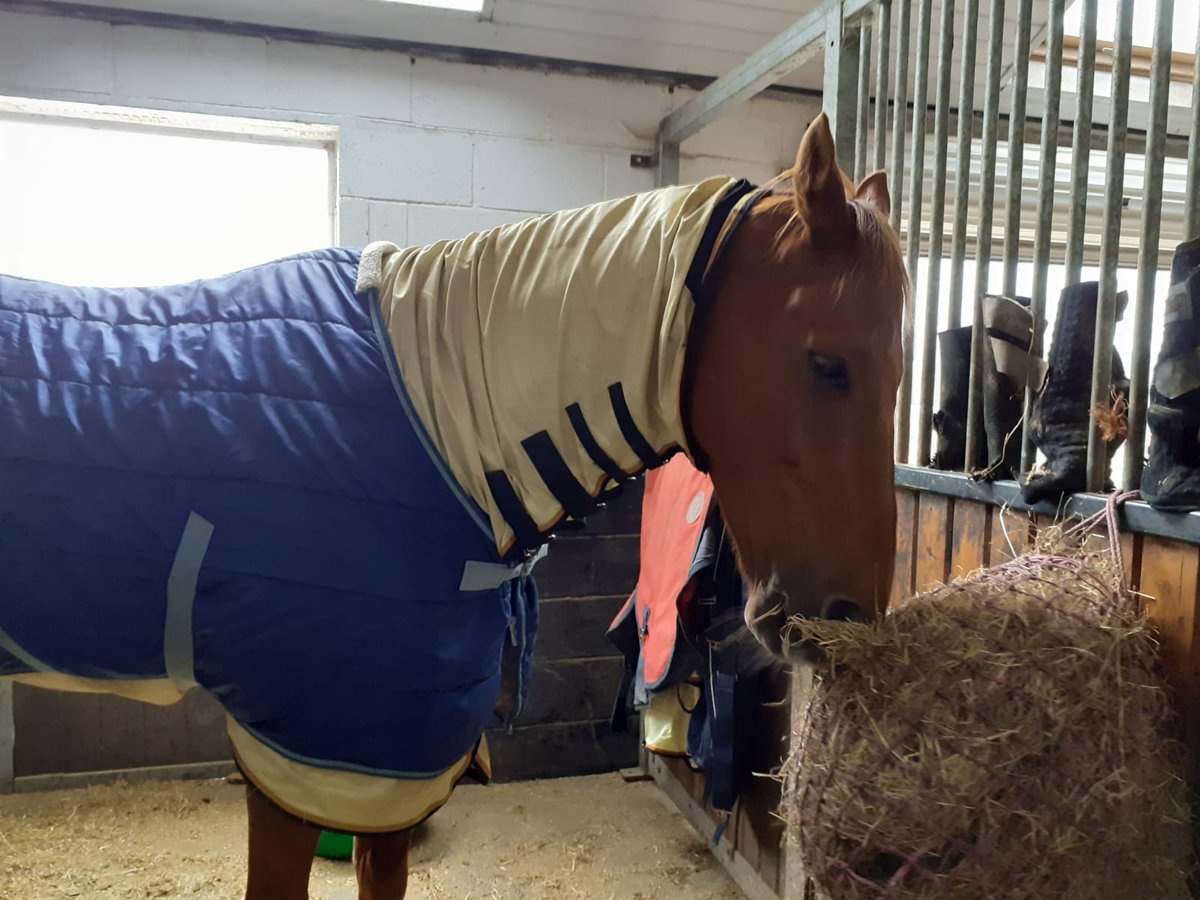 So we've retired Jerry from eventing and will now be dressage divas. Having never competed <a href="/britishdressage/">British Dressage</a> talk to me about qualifiers/festivals etc #TheDressageHour #ponyhour