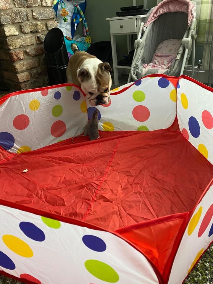 Karen Field tweet media