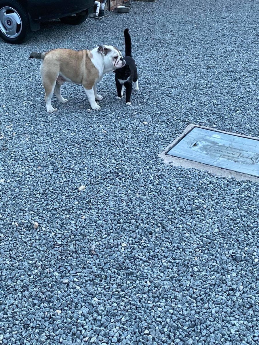 Please support and #RT to #bringjeffhome #kerryandjeff belong together and this beautiful cat  needs to go home Facebook group here facebook.com/groups/bringje… <a href="/byphdotorg/">Bring Your Pet Home</a> <a href="/tagthedogteam/">#TagTheDogTeam</a> <a href="/MissingPetsGB/">Missing Pets GB</a> <a href="/SheridanAlcock/">Shez 🐾 Ⓥ</a> <a href="/AlanDaffern/">John David Alan Daffern and Davey d...all grown up</a> <a href="/Kele48517797/">Kele</a>