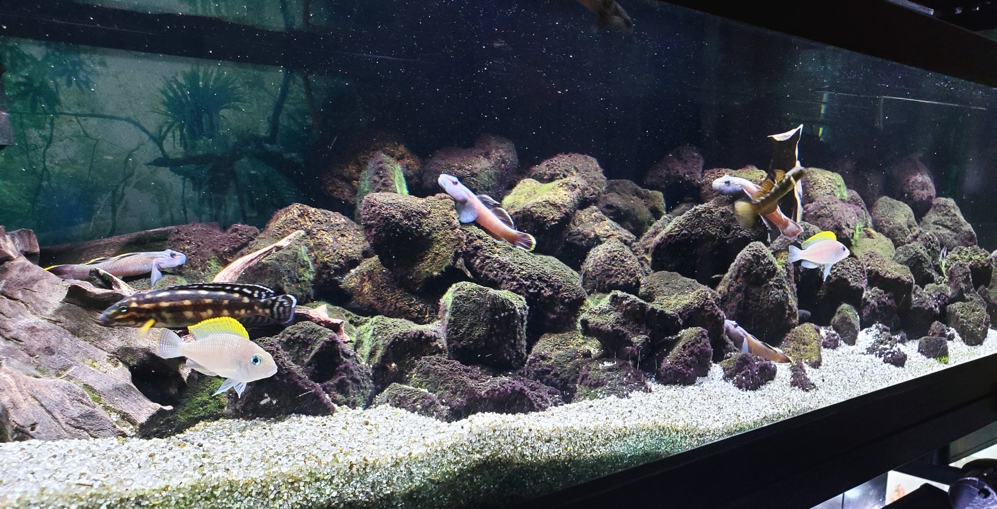ねじねじ アクア アフシク ヨシノボリ1cm水槽です タンガニイカシクリッドとヨシノボリが大好物なので結果こんな事になってますw 混泳の相性は全然悪くないですw ヨシノボリ アフリカンシクリッド T Co 6zwh5irtj9 Twitter