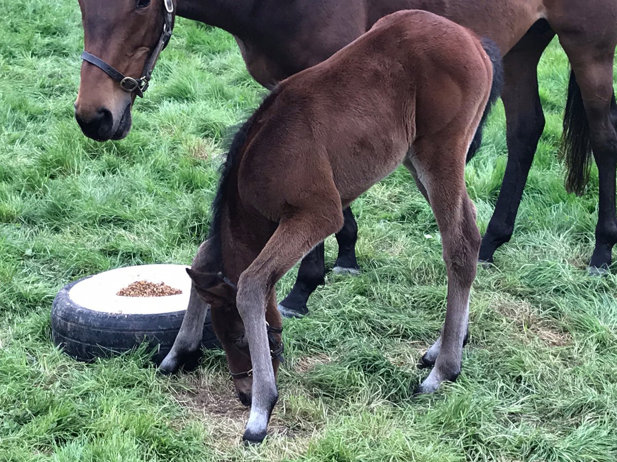 GerMc15's tweet photo. We’re all legs 😂 haven’t quite mastered the spread yet.
@YeomanstownStud @rpbloodstock @ThoroughbrdTale @TheIrishField
#Camacho #8daysold #BreedSpeed #MidwayLady #Eswarah #Mukhadram https://t.co/8FwKPfF7Bk